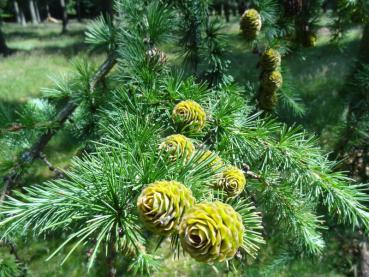 Typische Zapfen von Larix decidua