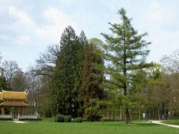 Habitus der Lärche im Frühjahr