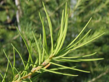 Triebspitze von Larix decidua