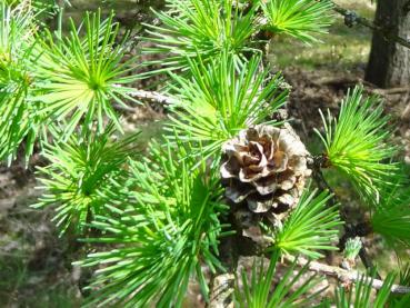 Larix decidua mit Zapfenbildung und jungen Nadeln