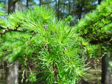 Austrieb bei Larix decidua im Mai