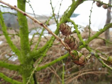 Larix decidua mit einem Trieb, der durch den Zapfen gewachsen ist