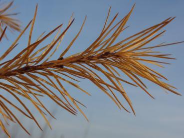 Herbtfärbung bei Larix kaempferi