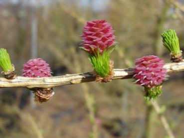 Die jungen Zapfen der Larix leptolepis