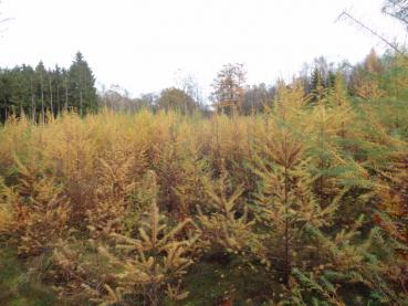 Larix leptolepis-Anpflanzung im Wald