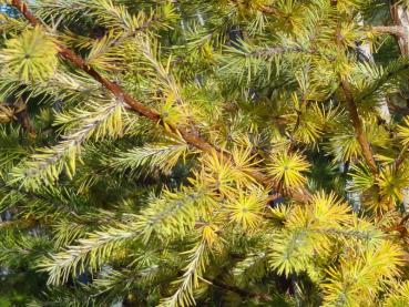 Larix leptolepis