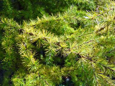 Larix leptolepis