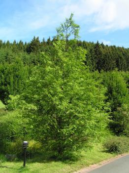 Urweltmammutbaum - Wuchsform