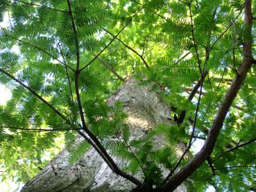 Urweltmammutbaum - zarte Nadeln