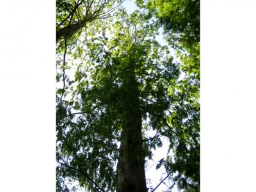 Der Urweltmammutbaum wird bis zu 35 m hoch.