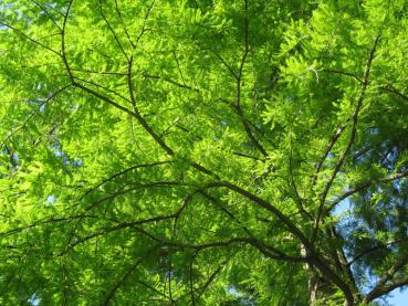 Ein Urweltmammutbaum mit leuchtend grünen Nadeln