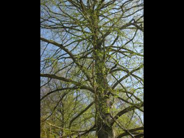 Urweltmammutbaum: Aufbau der Krone