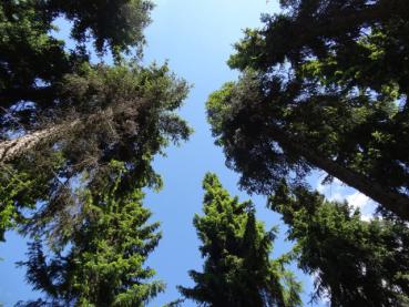 Blick in die Kronen der Picea abies