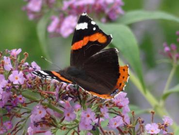 Sommerflieder Fascination mit Besuch vom Schmetterling