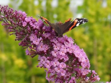 Der Schmetterlingsflieder Fascination