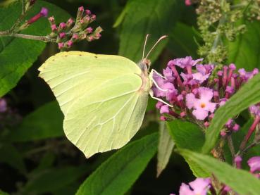 Ein Zitronenfalter besucht die Blüte des Sommerflieders Fascination