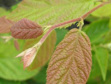 Virginische Hopfenbuche - Ostrya virginiana