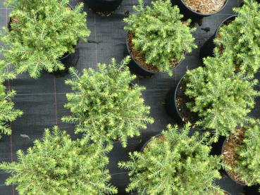 Picea abies Little Gem