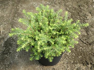 Picea abies Little Gem