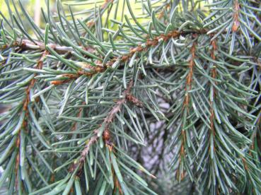 Picea breweriana - Mähnenfichte