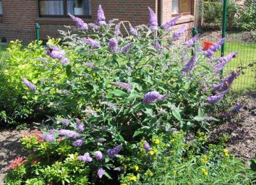 Buddleja Lochinch