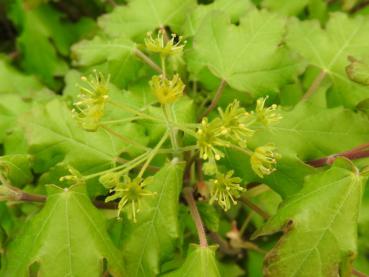 Blüte des Kugel-Feldahorns