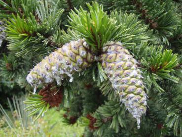 Pinus aristata - Grannenkiefer, Fuchsschwanzkiefer