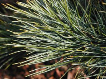 Pinus cembra - Zirbelkiefer, Arve