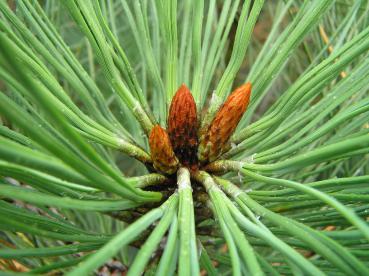 Pinus jeffreyi - Jeffreyi-Kiefer, Dreinadelige Kiefer