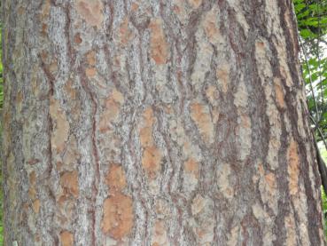 Die Rindenstruktur einer alten Pinus Jeffreyi