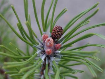 Pinus mugo - Berg-Kiefer