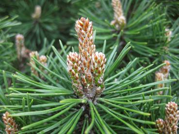 Pinus mugo - Knospen