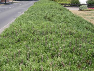 Pinus mugo pumilio als strenge Hecke geschnitten