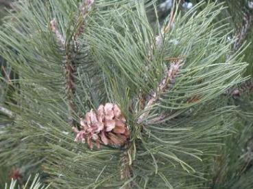 Pinus nigra nigra - Schwarzkiefer