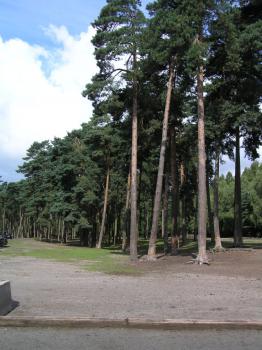 Pinus sylvestris - Waldkiefer, Föhre