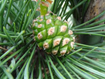 Frischer Zapfen der Pinus sylvestries