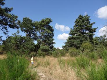 Die Pinus sylvestris am natürlichen Stanort