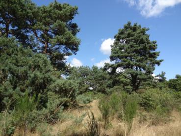 Der Habitus einer alten Pinus sylvestris (Föhre)