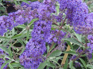 Buddleja Nanho Blue - Syrenbuddleja, Fjärilsbuske