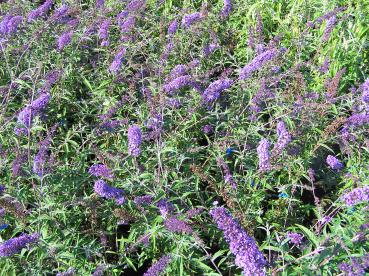 Blüten des Sommerflieder Nanho Blue