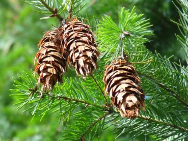 Pseudotsuga menziesii var. caesia - Douglasie