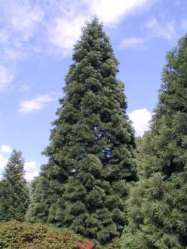 Sequoiadendron giganteum - Mammutbaum