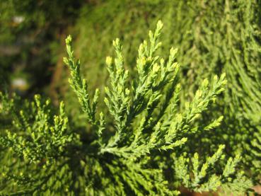 Sequoiadendron giganteum - schuppenförmige Nadeln