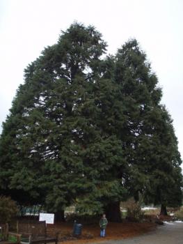 Sequoiadendron giganteum, Winteraufnahme