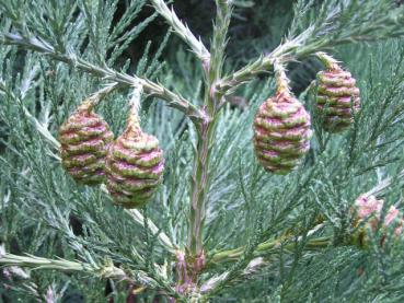 Zapfenansatz bei Sequoiadendron giganteum