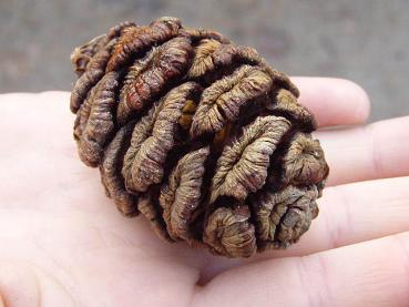 Zapfen von Sequoiadendron giganteum, Aufnahme aus dem Januar