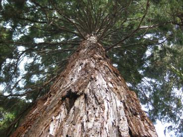 Sequoiadendron giganteum - ein Blick in die Höhe