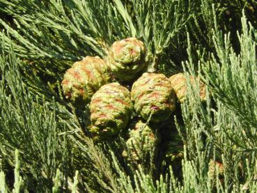 Junge Zapfen des Sequoia giganteum im August