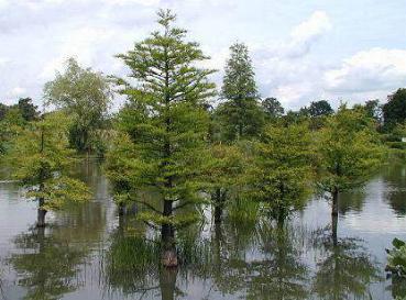 Taxodium distichum - Sumpfzypresse