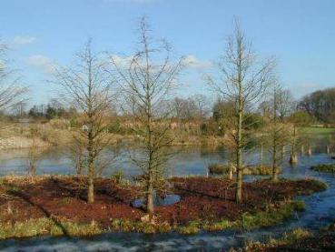 Die Sumpfzypresse als Bepflanzung der Uferzone